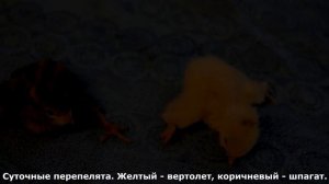 перепелята вертолет и  шпагат