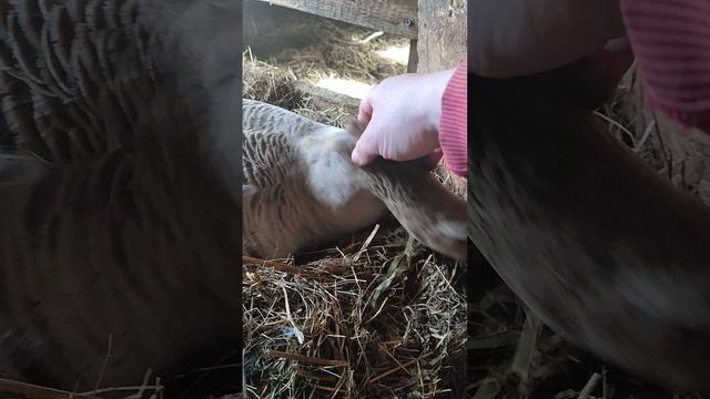 Гусыня села высиживать яйца🥚