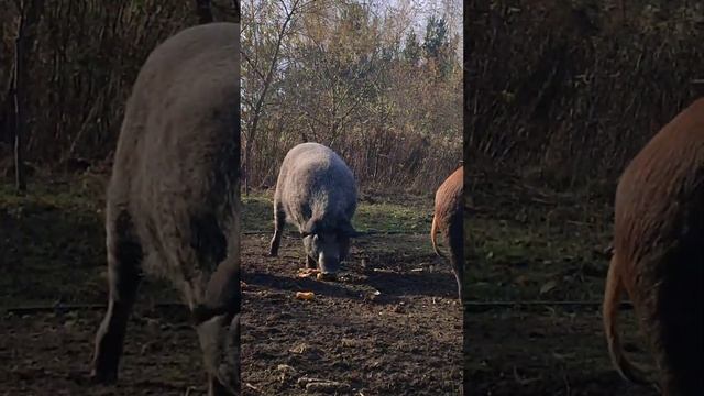 Свині.Угорська мангалиця. Ознаки породи. смотреть онлайн
