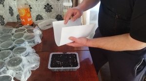 Посев семян табака на рассаду. 20-03-2025 г.