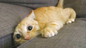 УГАРНАЯ ПОДБОРКА С ЖИВОТНЫМИ / СМЕЮТСЯ ВСЕ