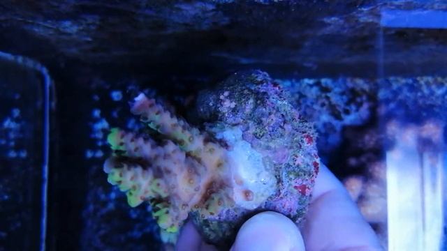 Acropora anthocercis yellow coral gandalf смотреть онлайн