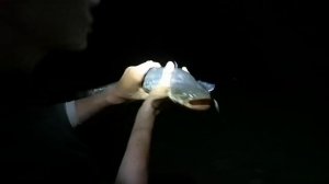 Рыбалка на Волге за Белым Городком