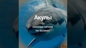 Факты.mp4