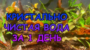 Кристально чистая вода за 1 день