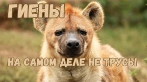 Гиены: Почему они на самом деле не трусы? Разрушаем мифы