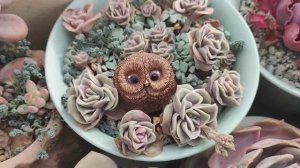 Совята из гипса для суккулентов