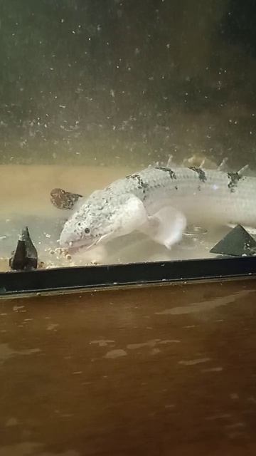 подводные #монстрики #каламоихт #полиптерус смотреть онлайн