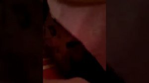 Как за день сесть на шпагат!!!