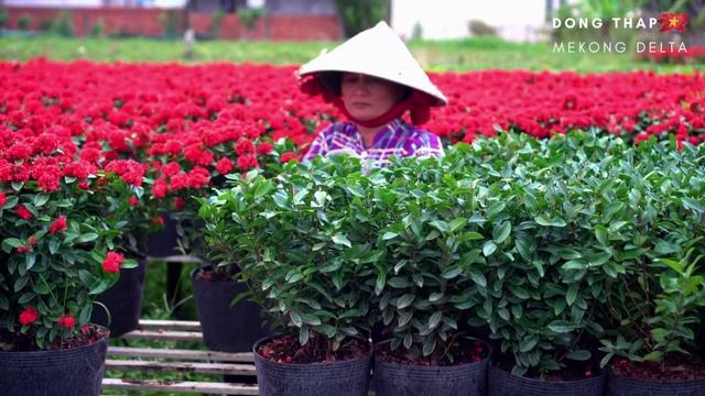 Mekong Delta, Vietnam | Travel to Mekong Delta | Can Tho | Ca Mau | Dong Thap | Cuu Long river