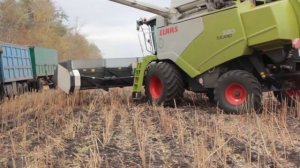 Уборка подсолнечника. CLAAS TUCANO 580.