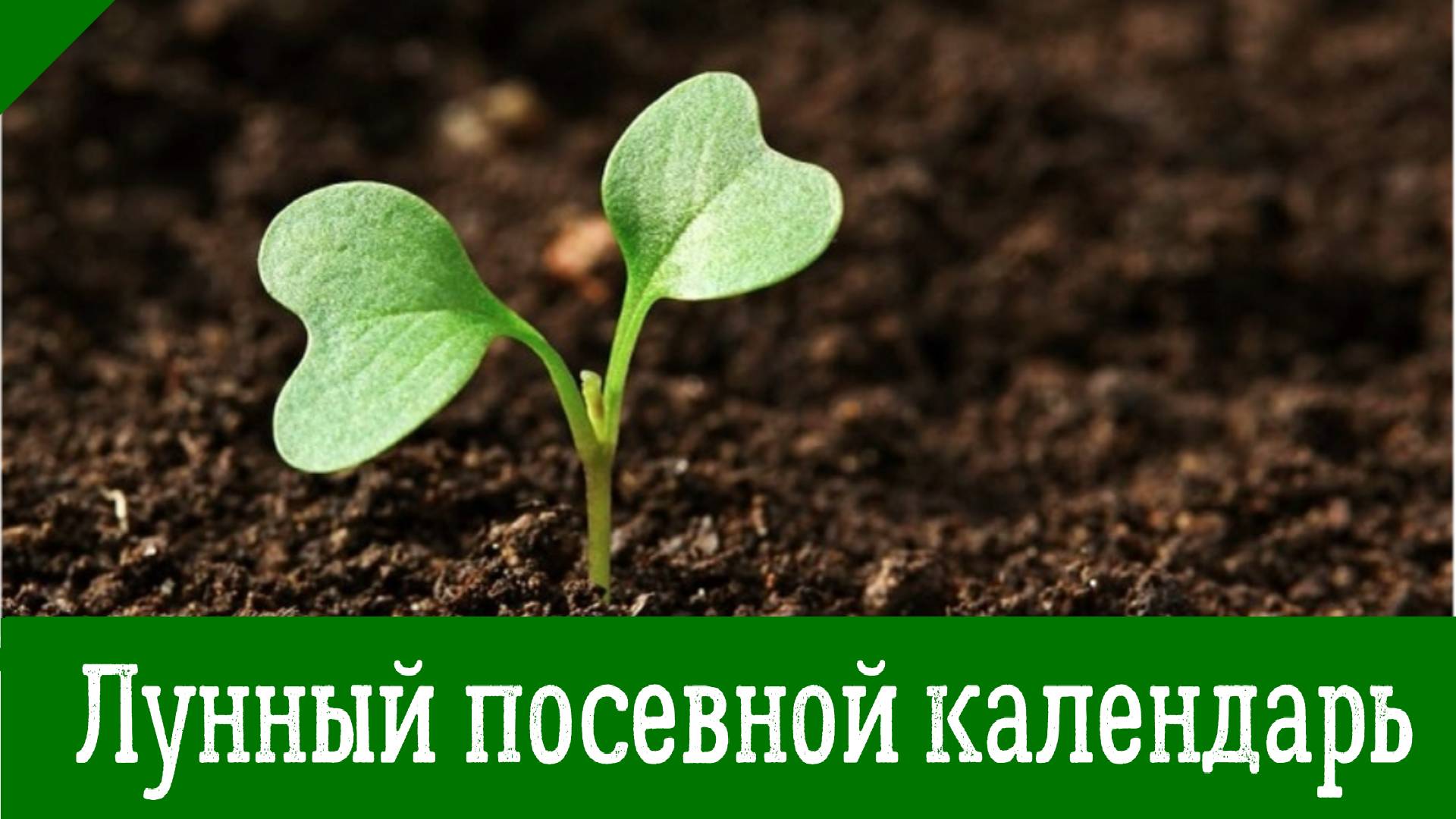 Лунный ПОСЕВНОЙ КАЛЕНДАРЬ садовода-огородника с 24 марта по 01 апреля 2025 года