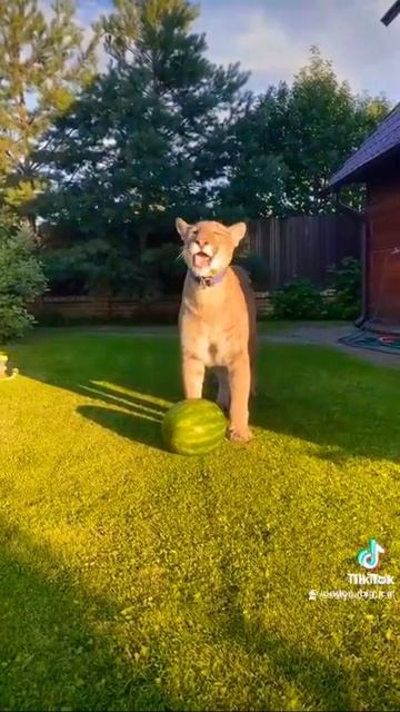 я пушистый пухлый кошарик 😻😻😻 смотреть онлайн