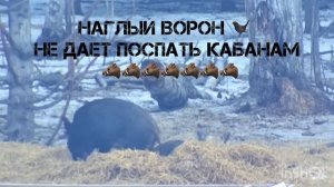 Наглый ворон достает кабанов