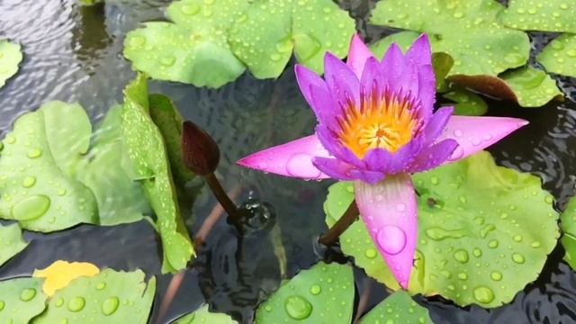 Narcissus - Peaceful Melodies | Calm Vibes | Elegant Tunes