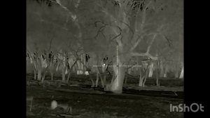 13. Охота на шакала в Волгоградской области продолжается. Карабин R-715 .223rem, прицел Saim SCT 35