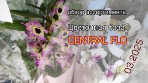 Обзор ассортимента комнатных растений. Цветочная база Central FLO. Распродажа орхидей.