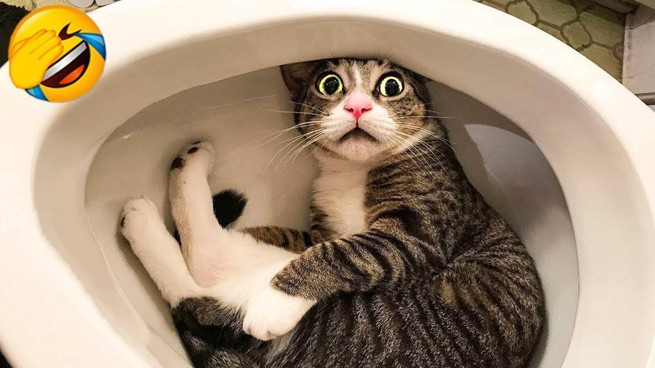 Самые милые котята на свете! Милые и смешные видео с котятами