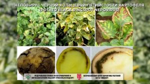 Неповирус черной кольцевой пятнистости картофеля (Potato black ringspot nepovirus)