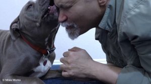 Max Licks | Face Part Deux | ASMR DOG LICKING | No Talking