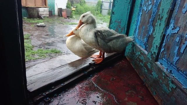 Спят под дождь. Шабик и Чикурик