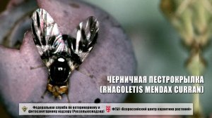 Черничная пестрокрылка (Rhagoletis mendax Curran)