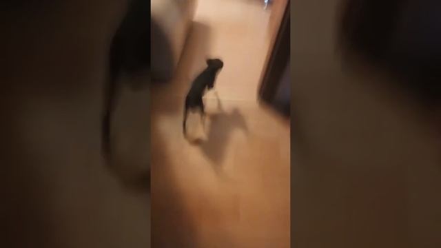 Собака села на шпагат смотреть онлайн