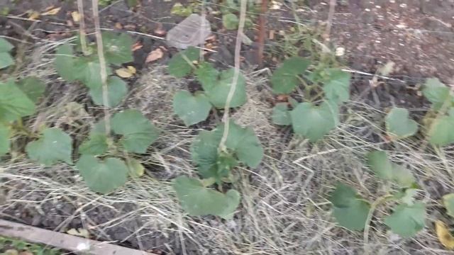 Огурцы на привязи.один из способов подвязки огурцов смотреть онлайн