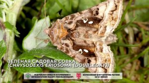Зелёная садовая совка (Chrysodexis eriosoma (Doubleday))