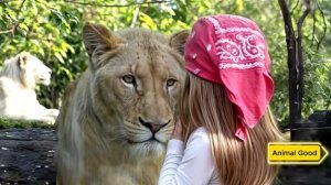 Львица бесшумно подкралась к маленькой девочке, а затем произошло что-то шокирующее!