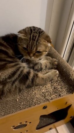 Милая шотландская вислоухая кошка 🐱
