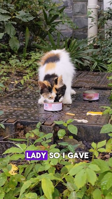 How Do Cats React to Rain? #rain #straycats #cats #monsoon #cute смотреть онлайн