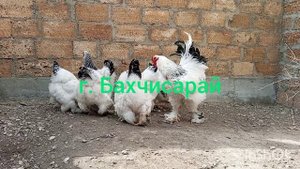 Брама Светлая, Куропатчатая, Изабель, Тёмная.
Кохинхин Палевый, Мраморный.
Орпингтон Палевый.mp4