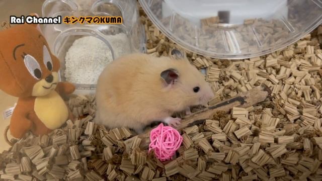 ハムスターとトムとジェリーコラボ【ハムスターの行動】TOM&JERRYハムスター観察（ハムスター行動）ハムスター検証"キンクマハムスター"