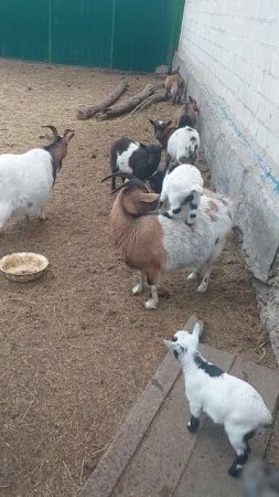🐐 - Покатай меня