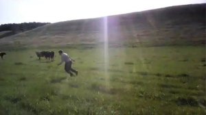 Как надо гонять коров