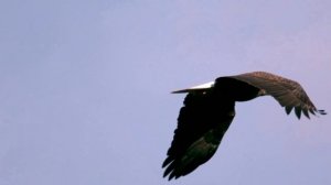 Путь твоей веры. Анжела Адлер на стихи Елены Железновой.