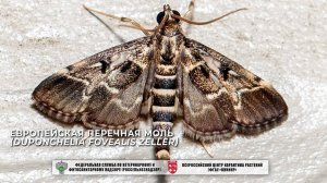 Европейская перечная моль (Duponchelia fovealis Zeller)