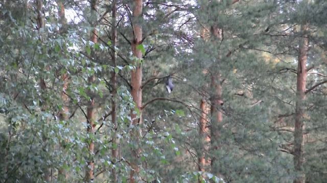 Птица запуталась в ветвях дерева.AVI смотреть онлайн