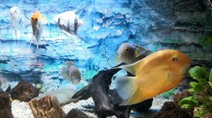 Мой аквариум