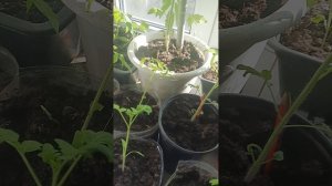 как кормим животных