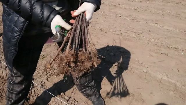 Закладання першого поля плодового розсадника смотреть онлайн