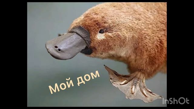 Рсишник — Мой дом ( Премьера трека 2025 )
