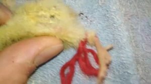 Лечение шпагата у перепелов