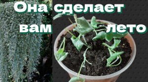 Дихондра. Перевалка. Формирование. Подкормки. Прищипывание