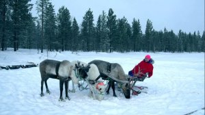 Трейлер фильма «Саамы. В гармонии с природой»
