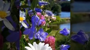 Полны уста мои хвалой:
Печаль моя прошла