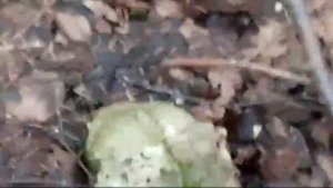 Я нашел череп в лесу