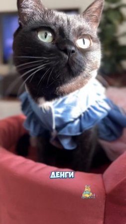 А чего вам не хватает в жизни?😹 #котики #юмор #приколы #животные #кошки