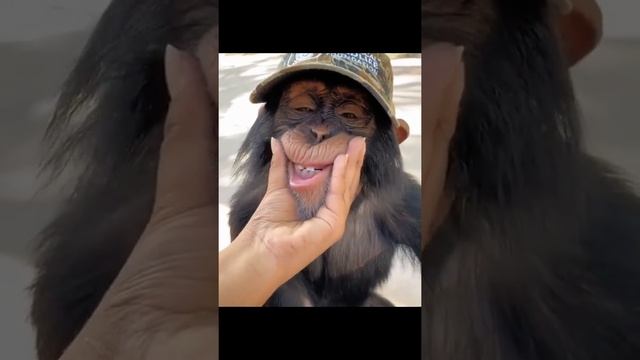 Monkeypox Generation - Bass and Neunaber Seraphim reverb смотреть онлайн